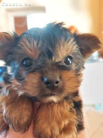 Mini yorki