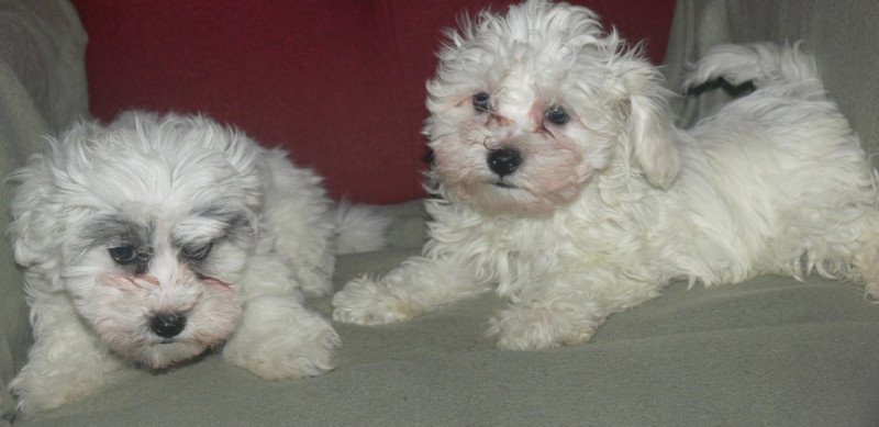 Bichon Havanese