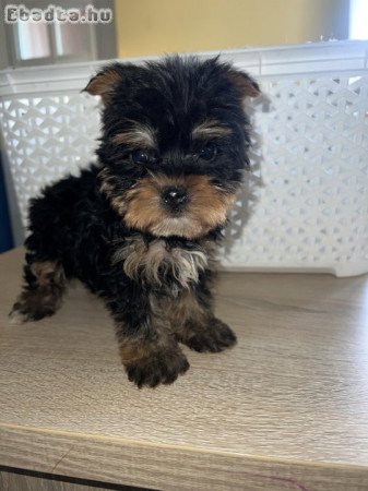 Yorkshire Terrier b bik Ebadta