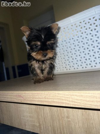 Yorkshire Terrier bébik