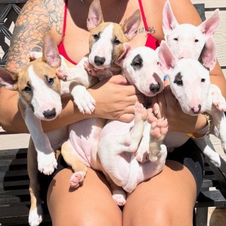 Miniatűr bullterrier