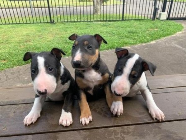 Miniatűr bullterrier