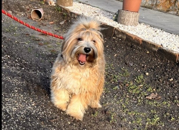 Maltipoo maltai es torpe uszkar