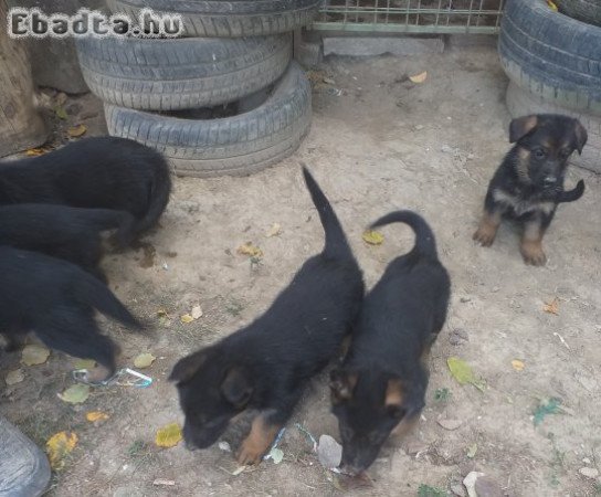 Rajzos Német juhász kölykök eladók