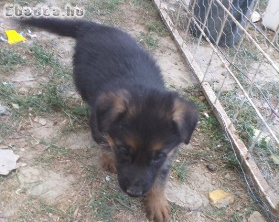 Rajzos Német juhász kölykök eladók