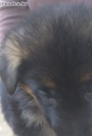 Rajzos Német juhász kölykök eladók