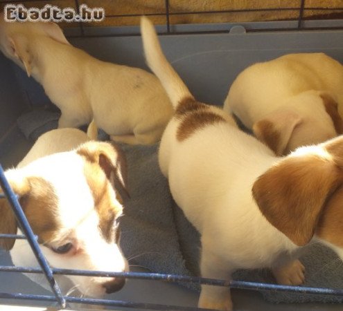 Jack Russel Terrier kölykök eladók