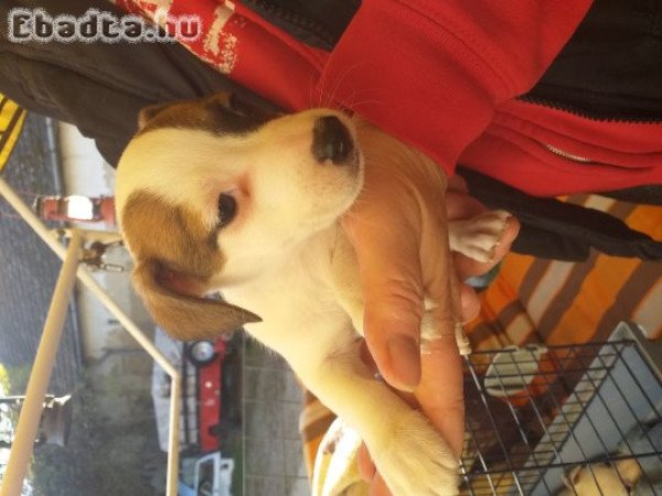 Jack Russel Terrier kölykök eladók