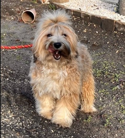 Maltipoo maltai es torpe uszkar