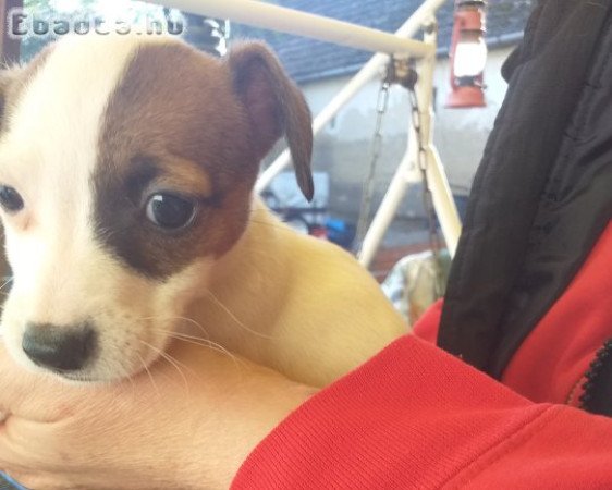 Jack Russel Terrier kölykök eladók
