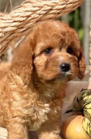 Cavapoo