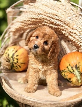Cavapoo