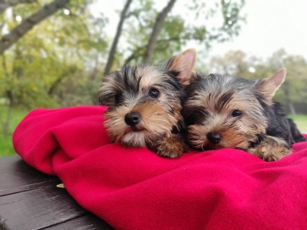 yorkshire terrier