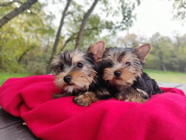 yorkshire terrier