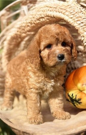 Cavapoo