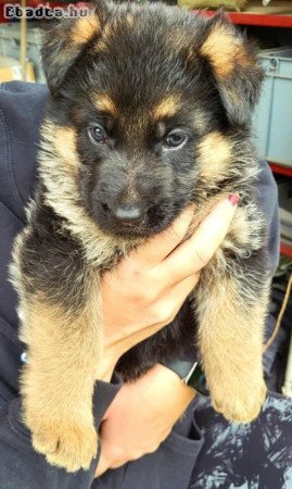 Németjuhász kiskutyák