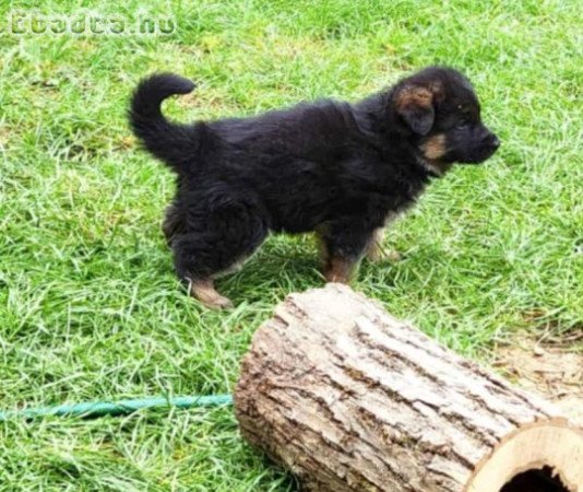 Németjuhász kiskutyák