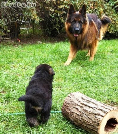 Németjuhász kiskutyák