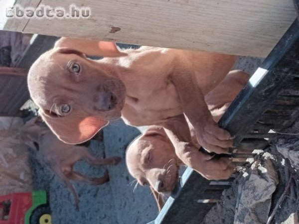 Fajtiszta Magyar Vizsla