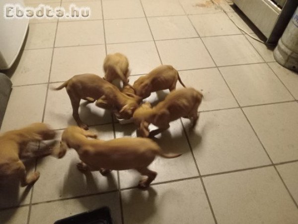 Fajtiszta Magyar Vizsla