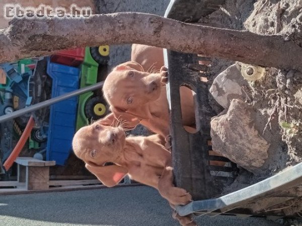 Fajtiszta Magyar Vizsla