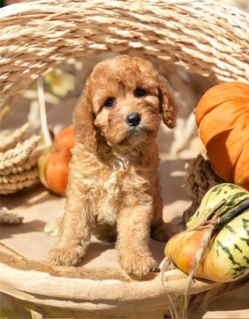 Cavapoo