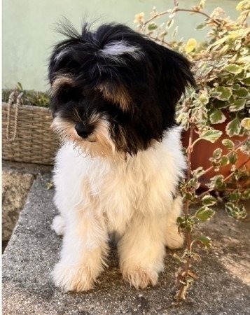 Bichon havanese