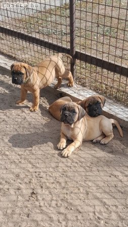Eladó törzskönyvezett bullmastiff szuka kiskutyák