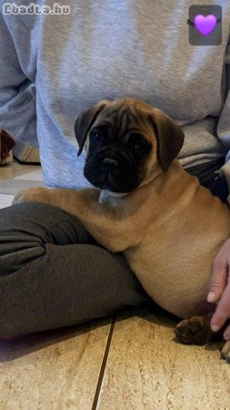 Eladó törzskönyvezett bullmastiff szuka kiskutyák