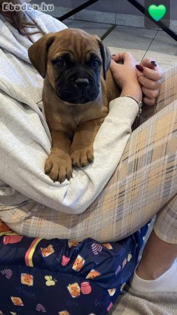 Eladó törzskönyvezett bullmastiff szuka kiskutyák