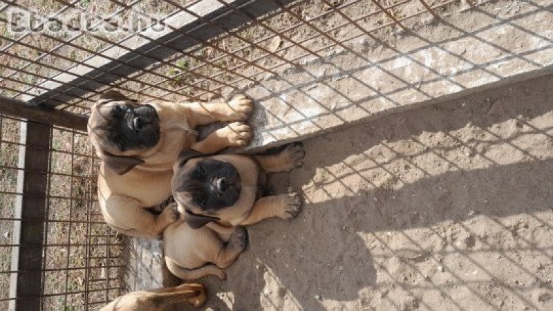 Eladó törzskönyvezett bullmastiff szuka kiskutyák