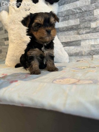 Yorki babàk gazdisodnának