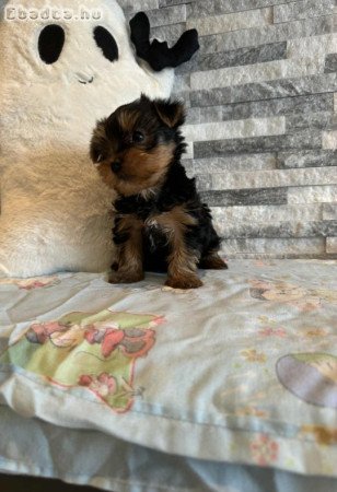 Yorki babàk gazdisodnának