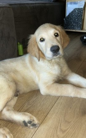 golden retriever fajtatiszta jellegű