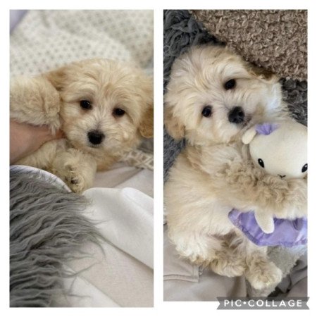 Maltipoo maltai selyem es torpe uszkar