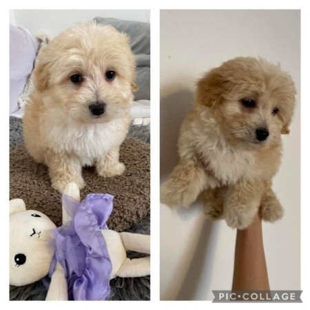 Maltipoo maltai selyem es torpe uszkar