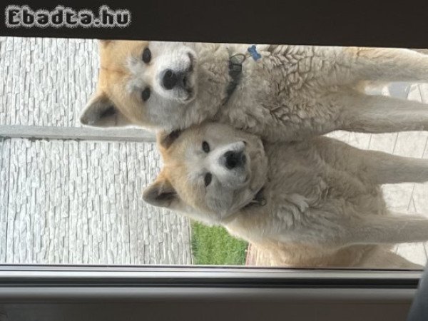 Akita Inu kiskutya