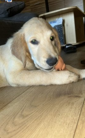 golden retriever fajtatiszta jellegű