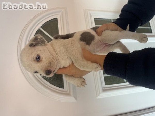 Amerikai Staffordshire terrier