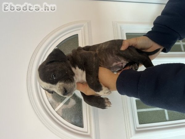 Amerikai Staffordshire terrier