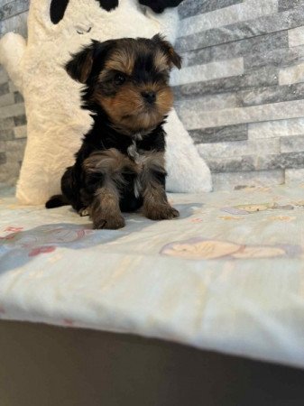 Yorkshire terrier