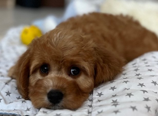 ❤️ Cavapoo ❤️