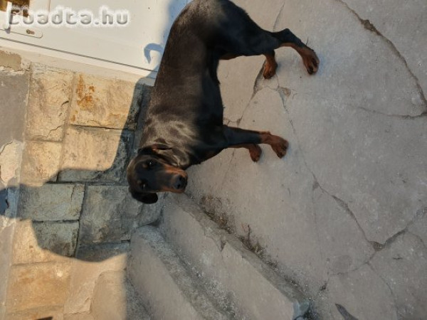 Dobermann törzskönyves fekete  ingyen elvihető