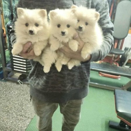 pomerániai törpe spicc