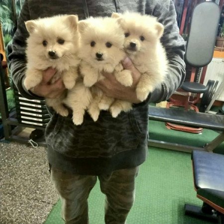 pomerániai törpe spicc