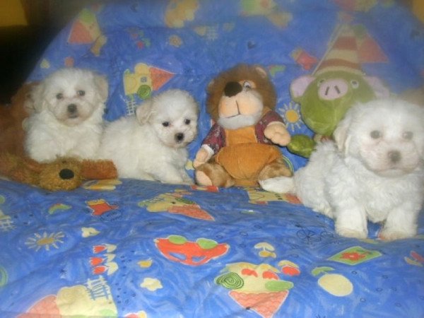 bichon havanese