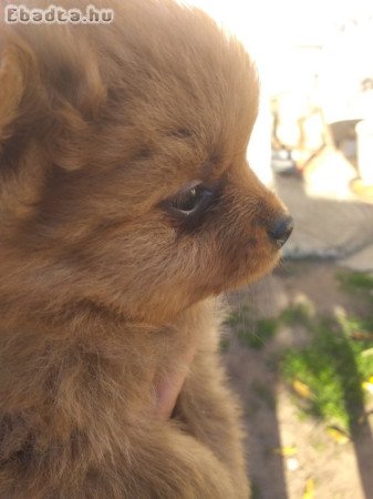 Spicc kölykök eladók