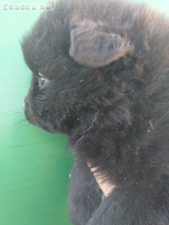 Spicc kölykök eladók