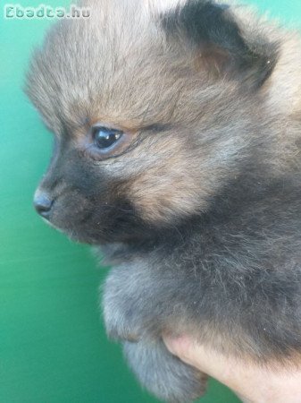 Spicc kölykök eladók