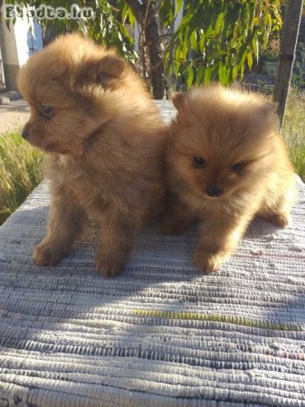 Spicc kölykök eladók